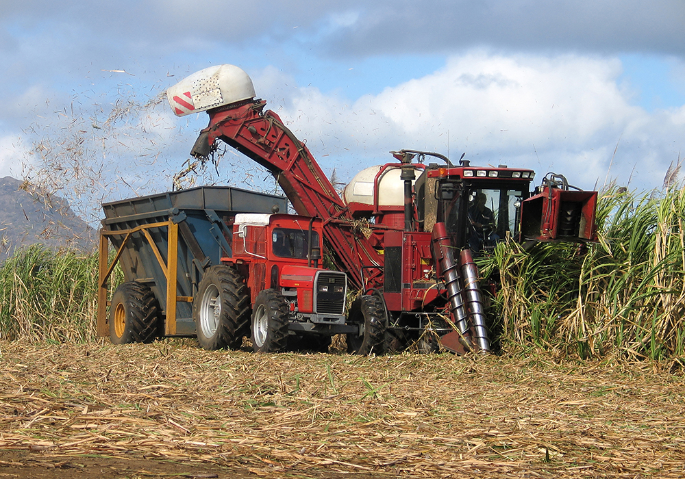 Sugar production in Brazil's centre-south region fell by 11% in the second half of July to 3 million tonnes, industry group Unica said, more than expected. Unica added that the three waves of frosts that hit the agricultural areas had further damaged crops already hurt by the worst drought in 90 years. | Getty Images
