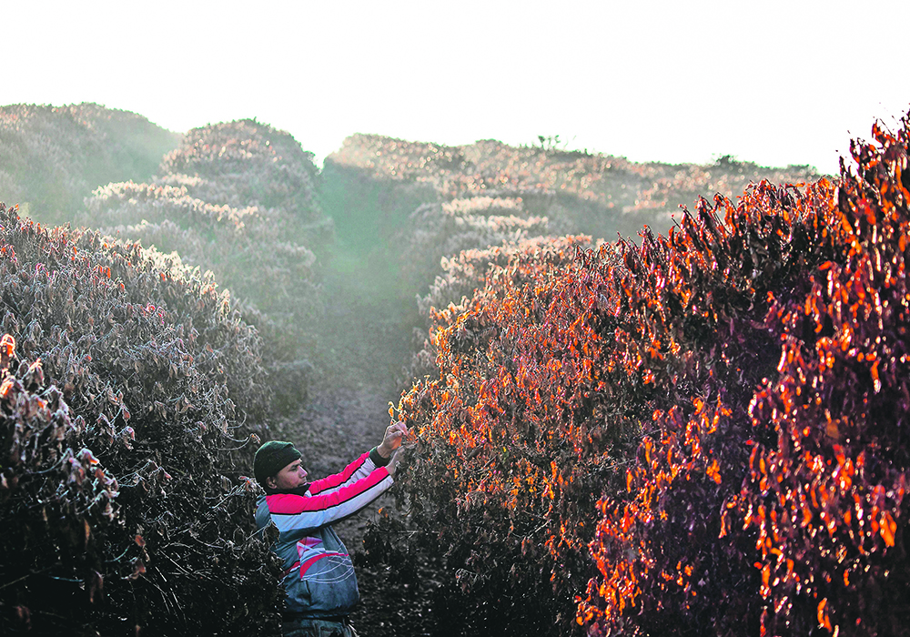 Denis Leonel, the manager of the Coqueiro farm in Mina Gerias, Varginha, Brazil, inspects coffee crops that were affected by frosts during a cold snap at the end of July.  |  Reuters/Roosevelt Cassio photo