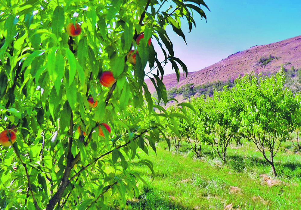 Peaches ripening on an Oregon farm last July 2020.  |  Helen Atthowe photos via Thomson Reuters Foundation