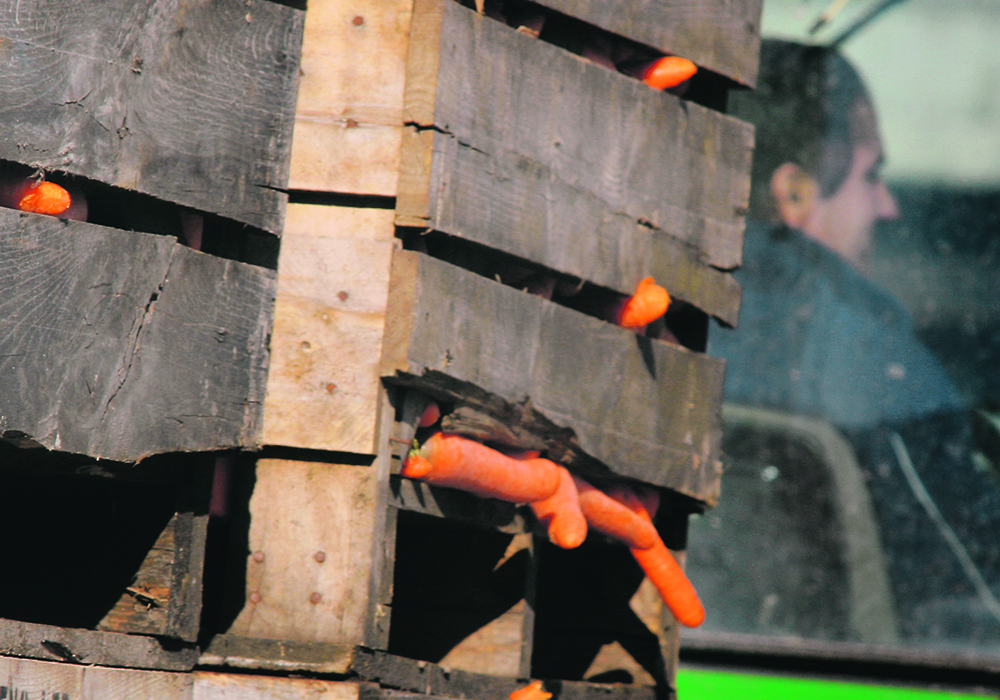 A shortage of workers in Ontario agriculture might be limiting growth and diversification for the industry.  |  Mike Raine photo