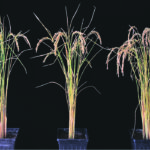 Genetically modified rice, right, shows more heads than its parent variety Nipponbare and rice modified with an inactive version of FTO as a control. Field trials in northern, central and southern China yielded similar results. | Yu et al photo