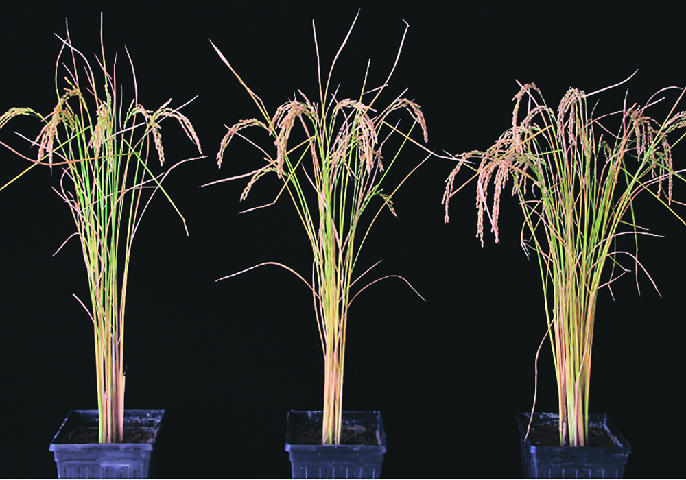 Genetically modified rice, right, shows more heads than its parent variety Nipponbare and rice modified with an inactive version of FTO as a control. Field trials in northern, central and southern China yielded similar results.  |  Yu et al photo