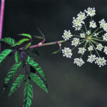 Livestock normally avoid toxic plants since they tend to taste bitter, like this spotted water hemlock, much as they avoid water that is too high in sulfates. In the middle of a drought, though, producers need to take measures to ensure their livestock don’t give in to temptation. | USDA photo