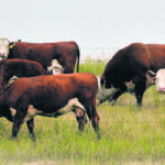Many new approaches to old issues in cattle health are improving outcomes for producers. A smokey haze hangs over these animals grazing some dry pastures near Turtleford, Sask., last week. | Robyn Wheat photo