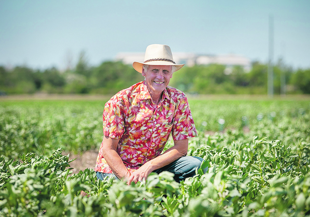Albert Vandenberg conducts fababean research at the University of Saskatchewan.  |  Christina Weese photo