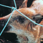 Wild pigs were initially a farm diversification effort, but fencing escapes and years of multiplication in the wild have created problems for farmers and the environment. | File photo