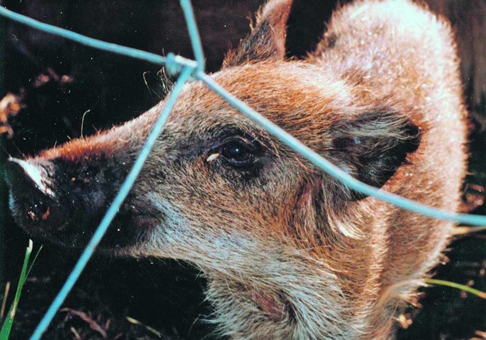Wild pigs were initially a farm diversification effort, but fencing escapes and years of multiplication in the wild have created problems for farmers and the environment.  |  File photo