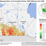 Satellite-based maps of vegetative health show Canada’s canola crop has “deteriorated substantially” due to this year’s abnormally hot and dry conditions. The approximate percentage of the crop per province is show in the graphic. | Source: USDA