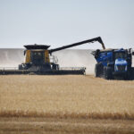 Harvest started early in Southern Alberta due to the long stretch of heat and lack of precipitation. Here, a short-stature cereal crop is coming off west of Spring Coulee, Alta., on Aug. 12. | Barb Glen photo