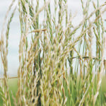 AC Saltlander was bred to grow in saline soils. The grass produced the most biomass in this season's research at the Langham, Sask., location. | File photo