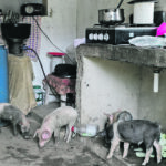 With all the variability of production and locations of the disease a single vaccine for ASF might not be possible. Two weeks ago, pigs were eating vegetables in the kitchen of a house in La Cienaga, Dajabon in the Dominican Republic. That government announced the slaughter of tens of thousands of pigs after detecting outbreaks of African swine fever in pig farms across the country. | Reuters/Ricardo Rojas photo