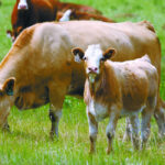 While program details are still being determined, it appears cow-calf producers will eventually receive payments totalling about $200 per bred cow. This logical, co-ordinated response from the two levels of government should be applauded. | File photo