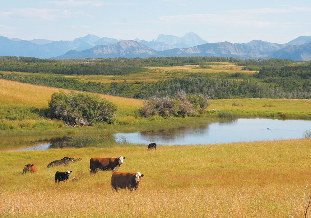 The holistic system deals with landscape and livestock but also with finances and people. | File photo