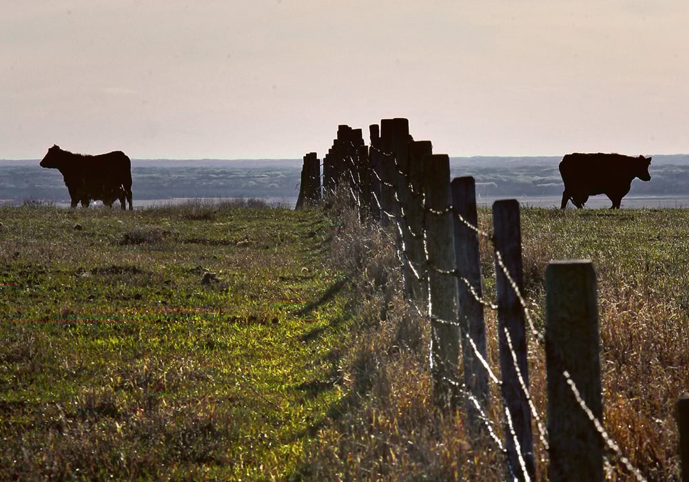 While the need for feed this year is great and the pressure to graze ranges with available forage is 
increasing, 60 percent of the shortgrass prairie needs to be carried over until next year to keep the health of the reserve. | File photo 