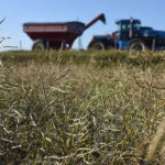 According to some industry analysts, Canadian farmers collectively are set to harvest one of their smallest crops in recent memory.
| William DeKay photo