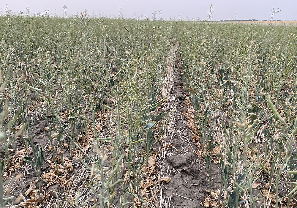Heat-blasted blossoms and spindly plants with few pods were typical of this thin stand of canola west of Marcelin, Sask., on August 1. | Michael Robin photo