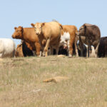 The sessions will also have practical ideas that can help farmers with decisions in their operations this year. | File photo