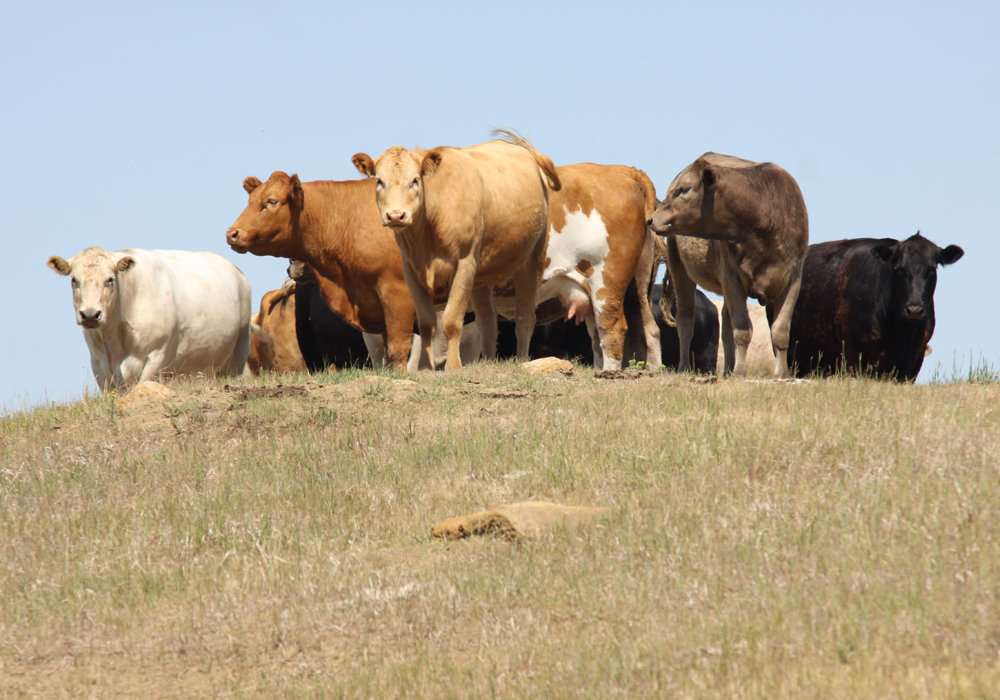The sessions will also have practical ideas that can help farmers with decisions in their operations this year. | File photo