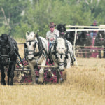 Paul Klassen drives a team of Percherons pulling a binder to cut and bundle the wheat while Dale Befus follows with another team. | Mike Sturk photo