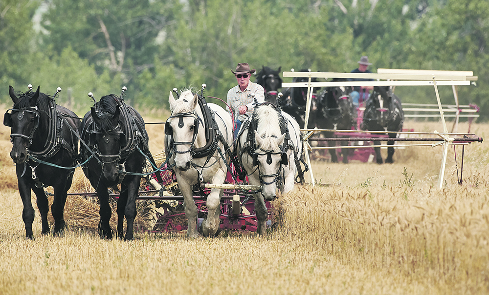 Paul Klassen drives a team of Percherons pulling a binder to cut and bundle the wheat while Dale Befus follows with another team. | Mike Sturk photo