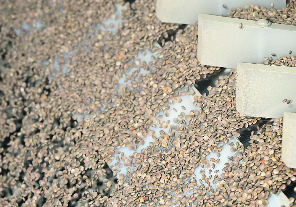 Pulse hulls have a new role in Canadian agriculture, returning the soil holding micronutrients. | File photo