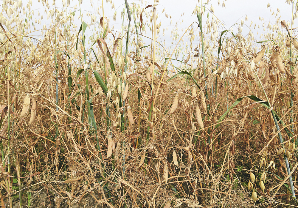 Polycropping, such as this crop of peas and oats, is seen as one of the tools Canadian producers will have to adopt as a way to turn agriculture into a net carbon sink for emissions 
by 2030. | File photo