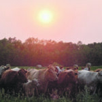 Producers are advised to select cattle based on the environment in which they are kept in terms of forage availability and grazing
situations. | Jeannette Greaves photo