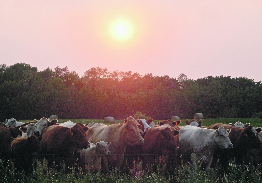 Producers are advised to select cattle based on the environment in which they are kept in terms of forage availability and grazing 
situations. | Jeannette Greaves photo