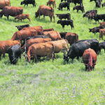 Cattle on Mark and Laura Hoimyr's pasture wait behind an electric wire. An automatic riser, seen toward the left, will lift the wire and allow them to move into the next grazing strip. | Karen Briere photo