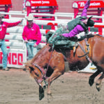 K’s Thomson of Lundbreck, Alta., rides Ambitious Bubbles in the saddle bronc event at this year’s Calgary Stampede. A three-year study found that horses’ behaviour in the chute isn’t connected to their performance in the ring. | Reuters/Todd Korol photo