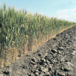 Early in the growing season, the durum looked very good with even germination and good growth. Moisture was adequate to give it a strong start. It looked better than most of our other crops. Then came the searing heat of the July long weekend. | File photo
