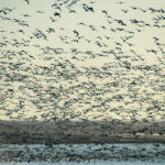 The flying frenzy that ensues as thousands of snow geese lift off en masse can cover such an immense area that it almost obscures the sky. | Robin and Arlene Karpan photo