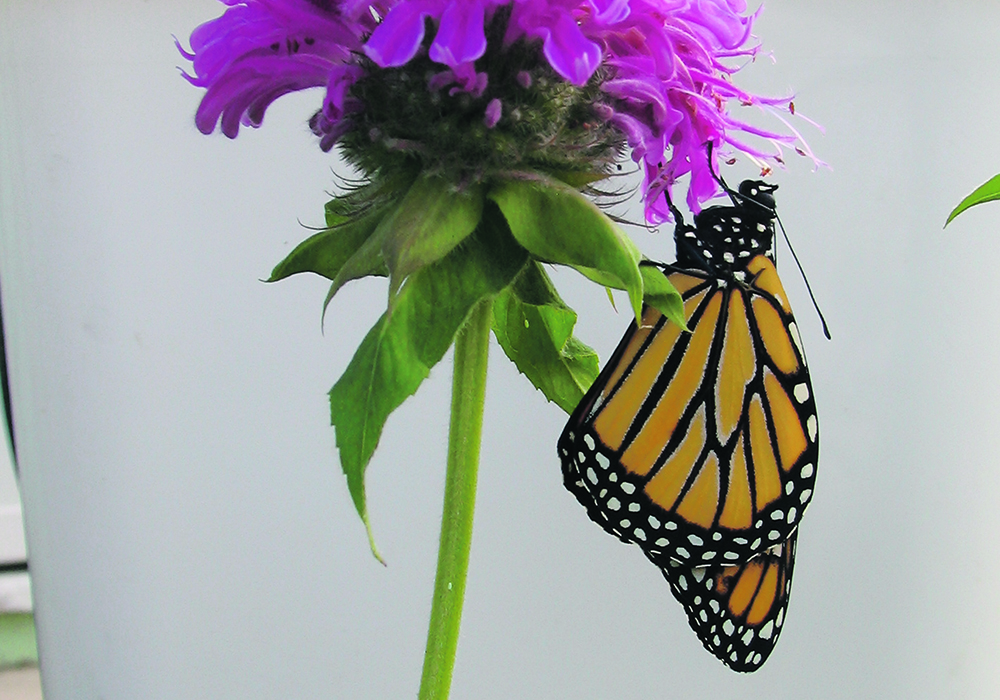 A small butterfly had a big impact on this classroom of students. | Alma Barkman photo