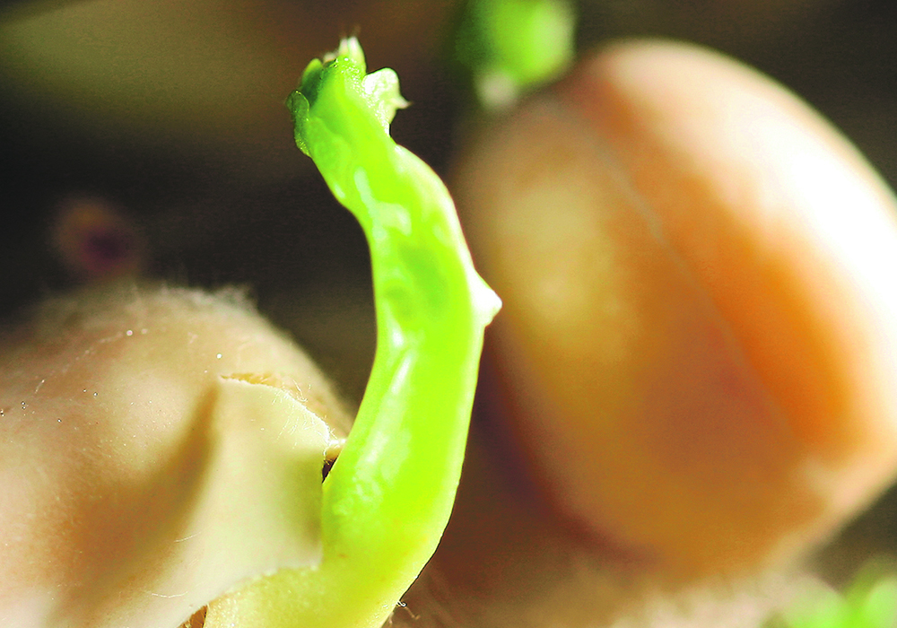The degree of variability in sprouting can be a problem when farmers expect to harvest the entire crop at one time. | File photo