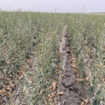 The province has committed more than $700 million on drought spending. | Michael Robin photo