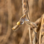 Last year, a number of Manitoba farmers recorded soybean yields in the 40s and 50s, with the provincial average around 38 bu. per acre. That figure will be significantly lower in 2021. | Getty Images