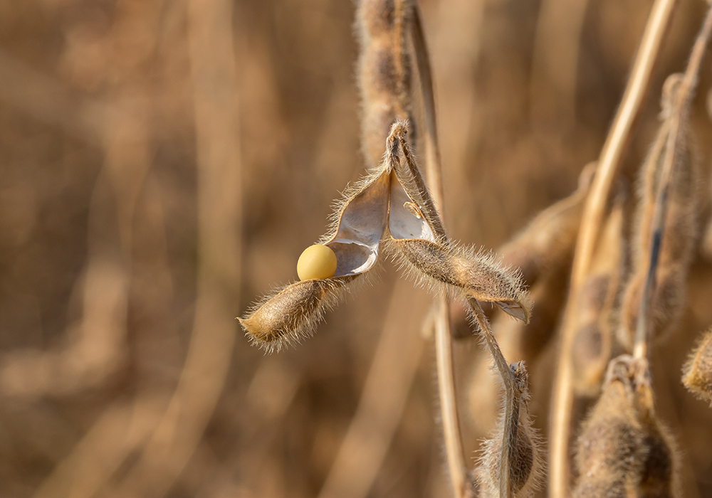 Last year, a number of Manitoba farmers recorded soybean yields in the 40s and 50s, with the provincial average around 38 bu. per acre. That figure will be significantly lower in 2021. | Getty Images
