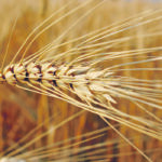 Filippo Bertuzzi, senior analyst with Areté, an Italian agri-food intelligence company, said the upshot is there will likely be a steep reduction in how much durum is used to make pasta in Turkey, which is the world’s second largest exporter of the product behind Italy. | File photo