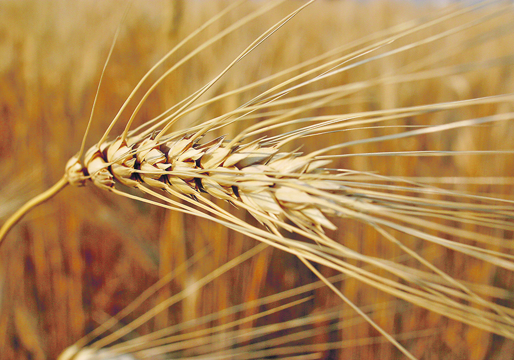 Filippo Bertuzzi, senior analyst with Areté, an Italian agri-food intelligence company, said the upshot is there will likely be a steep reduction in how much durum is used to make pasta in Turkey, which is the world’s second largest exporter of the product behind Italy. | File photo
