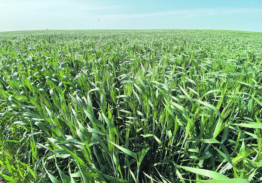 Statistics Canada’s Aug. 30 estimate for the durum crop is expected to come in well below Agriculture Canada’s 5.8 million tonne forecast.  |  Michael Raine photo