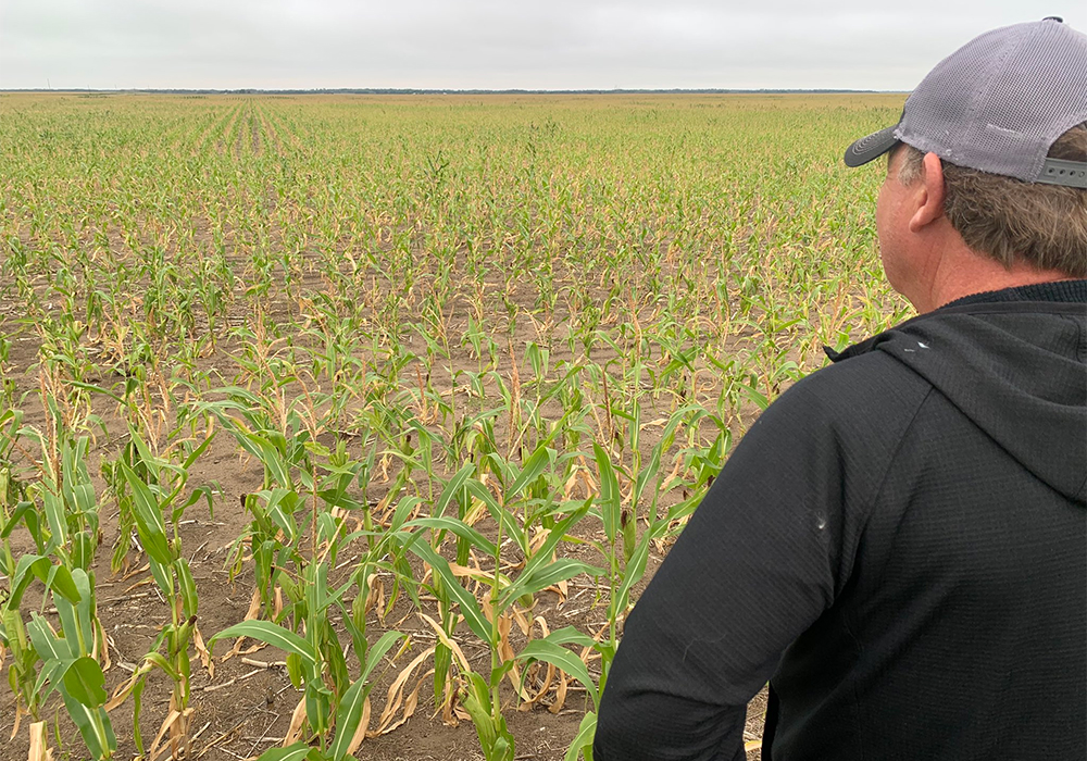 This drought has been a shock, but its impact will be long term for many farmers. | Ed White photo