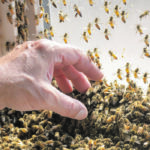 The service provided
by AGvisorPRO could provide beekeepers with advice about such issues as spraying and disease prevention. | Alex McCuaig photo