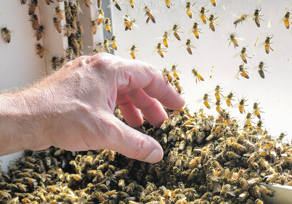 The service provided 
by AGvisorPRO could provide beekeepers with advice about such issues as spraying and disease prevention. | Alex McCuaig photo