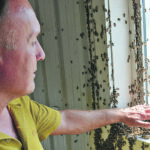 Reece Chandler, co-owner of Scandia Honey in southern Alberta, demonstrates how tame honeybees can be while in storage. The operation will likely have to get its bees ready for winter earlier than normal this
year because it’s been a challenge for them to find enough food due to the drought. | Alex McCuaig photo