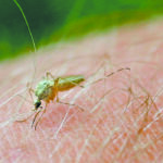 In Manitoba, 24 mosquitoes with West Nile virus, known as the Culex tarsalis mosquito, were collected from various parts of the province between Aug. 8-14. It brings the total to 86 found this year. | File photo