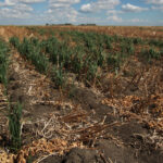 Parched soils and record-hot temperatures in Canada's western crop belt sharply reduced farm yields of one of the world's biggest wheat-exporting countries and largest canola-growing nation. | File photo