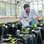 Agronomist engineer Sergio Rocha, executive director of the cannabis cultivation for research and cultivation project, works inside a greenhouse at the Federal University of Vicosa in Brazil’s Minas Gerais state. | Reuters/Washington Alves photo
