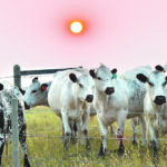 Cattle ending inventories were slightly higher than July 1, 2020,
levels because of more births and higher imports. | Mickey Watkins photo