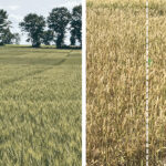 LEFT: A wheat field in one year of the researchers’ experiments. Here, different varieties are noticeable because of physical differences – namely colour or hue and if the head has awns on it or not. RIGHT: Shown here is the difference of a fungicide application within one variety. The left side of the photo shows the control side of the plot that had no chemical fungicide applied. The slightly darker colouring of the wheat is largely due to disease. The right side of the photo shows the fungicide-sprayed side of the plot. The lighter colouring is healthier wheat, which often also has a few additional days to mature, thereby increasing yield. | Julie Baniszewski photos