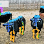OneCup AI’s system allows producers to place a small black box near locations such as watering holes or feedlots, which monitor the livestock using 3D cameras connected by wi-fi. | OneCup AI photo